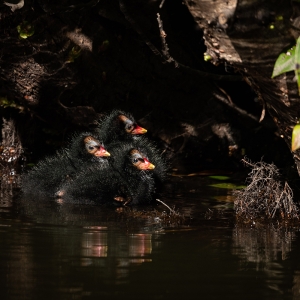 Redwell   26 05 2020   D500   Les 408.jpg